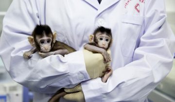 La naissance de deux macaques clonés interroge