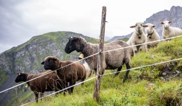 Des bénévoles pour surveiller les moutons