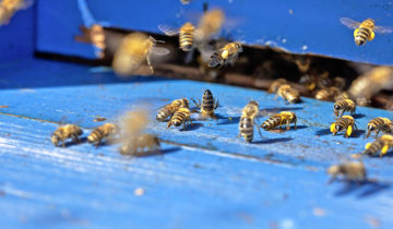 L’apiculture dans le dur